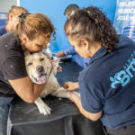 Zoonosis Brown instaló un punto fijo de castración en Glew