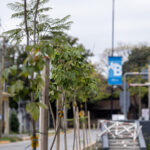 Almirante Brown impulsa la forestación con más de mil plantas nativas